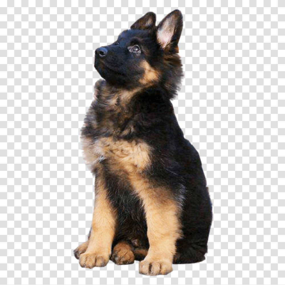 German Shepherd German Shepherd Dog Jati, Pet, Canine, Animal, Mammal Transparent Png
