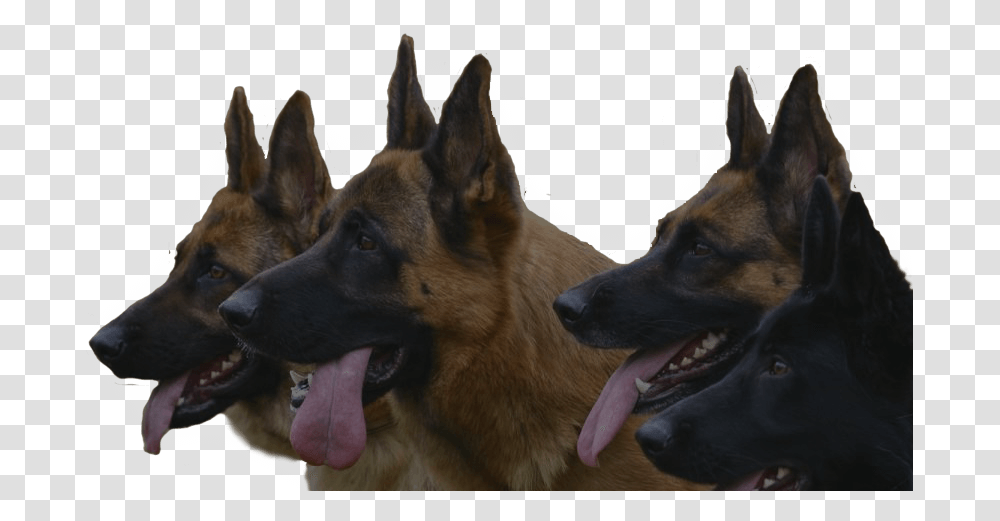 German Shepherd Guard Dog, Pet, Canine, Animal, Mammal Transparent Png