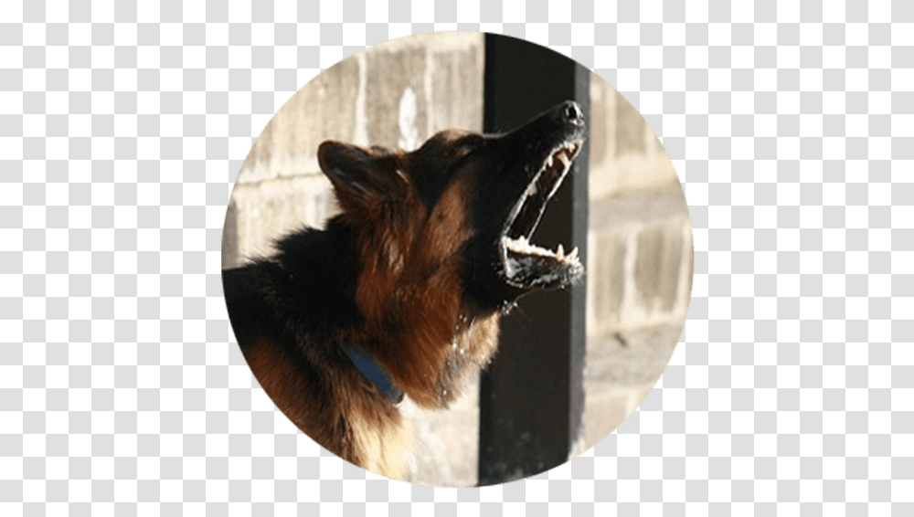 German Shepherd Holding, Dog, Pet, Canine, Animal Transparent Png