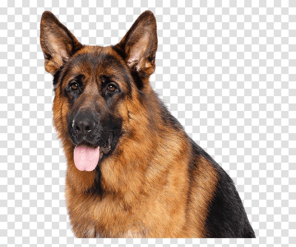 German Shepherd Poodle Cross Breed, Dog, Pet, Canine, Animal Transparent Png