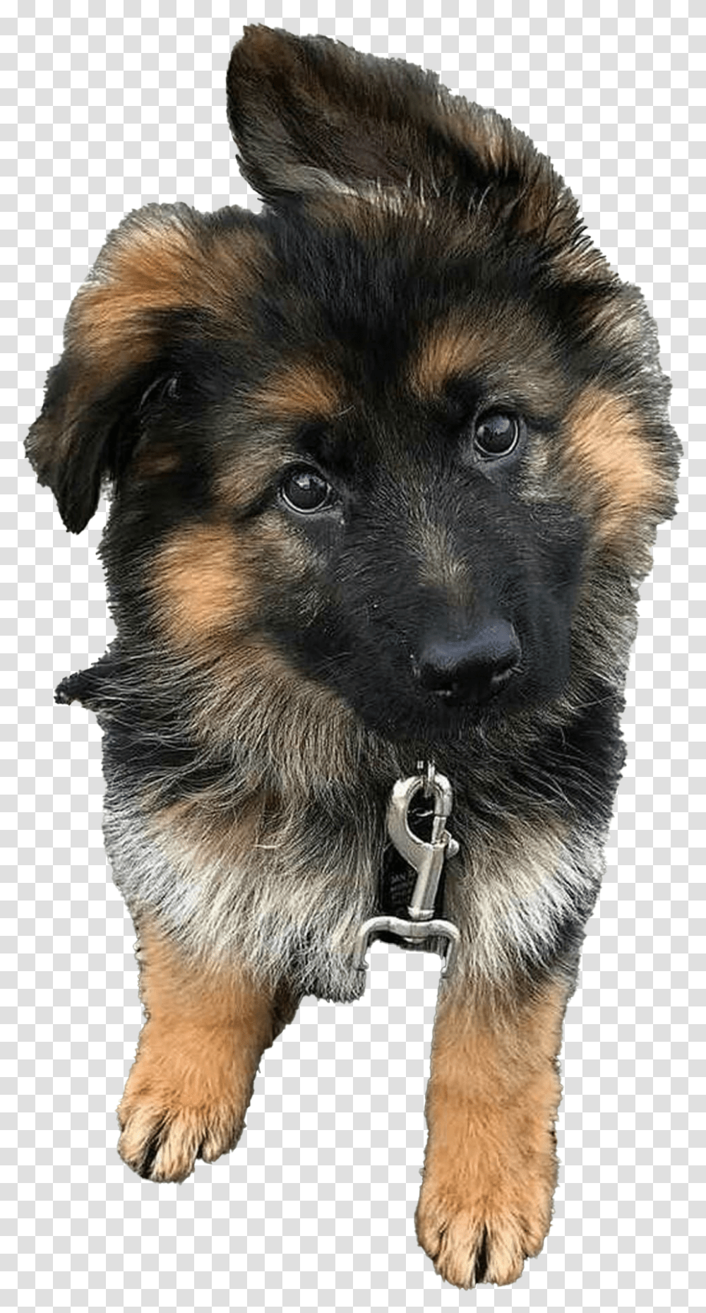 German Shepherd Puppy Clipart Baby German Shepherd Puppy, Dog, Pet, Canine, Animal Transparent Png