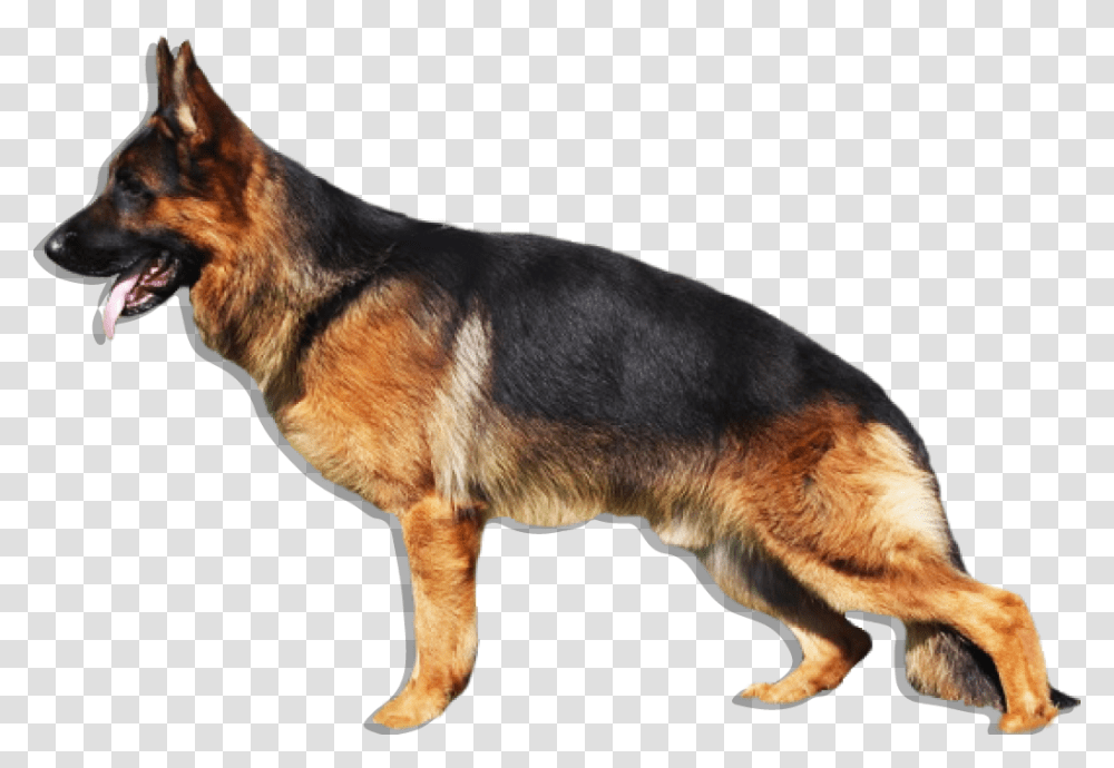 German Shepherd Puppy Dog German Shepherd, Pet, Canine, Animal, Mammal Transparent Png