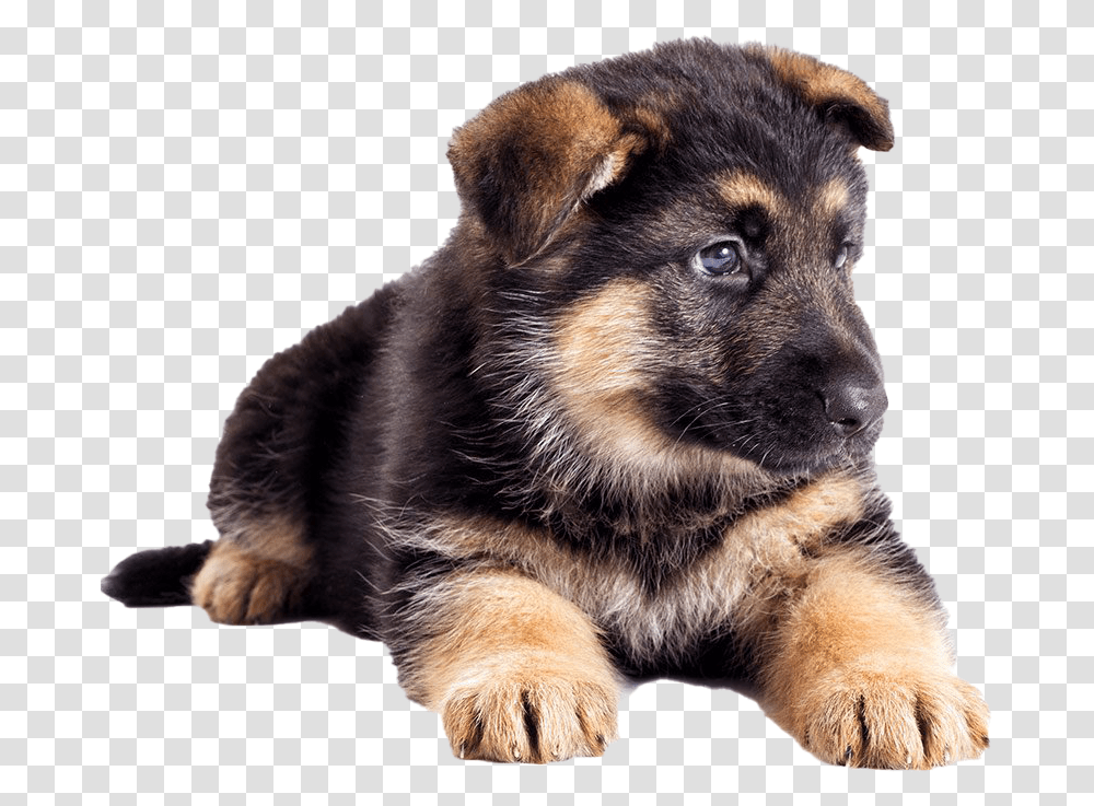 German Shepherd Puppy German Shepherd Puppy, Dog, Pet, Canine, Animal Transparent Png