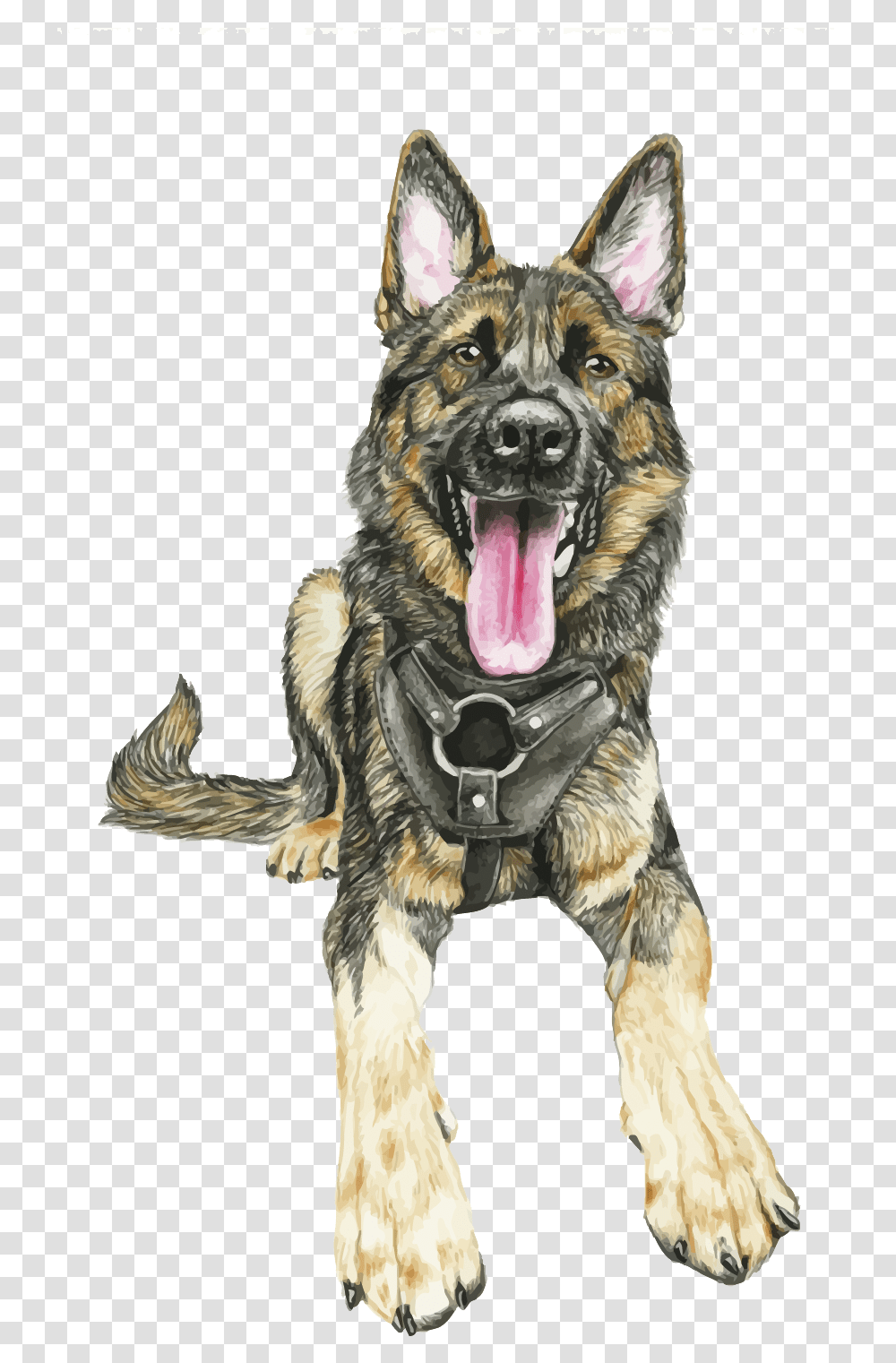German Shepherd Shiloh Shepherd Dog, Pet, Canine, Animal, Mammal Transparent Png