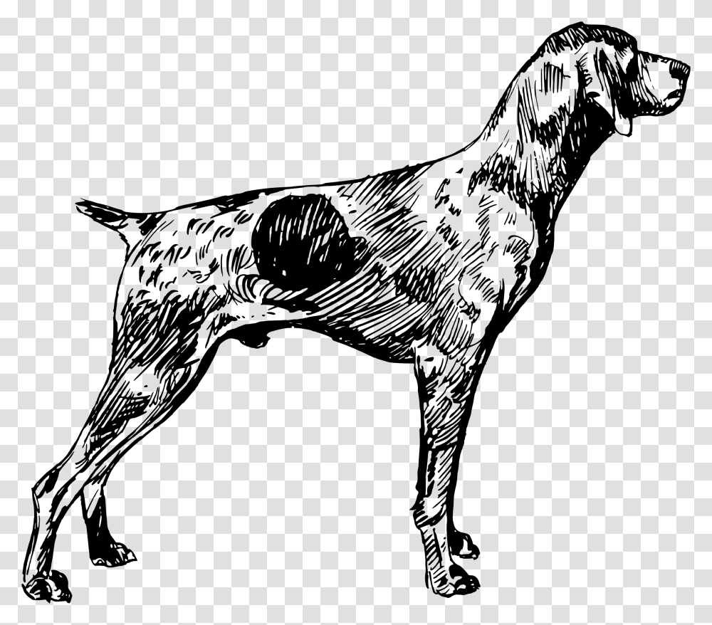 German Shorthaired Pointer German Wirehaired Pointer German Shorthair Pointer Coloring, Gray, World Of Warcraft Transparent Png
