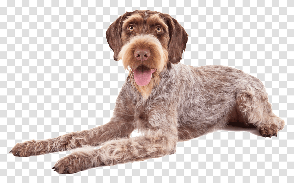 German Wirehaired Pointers Download German Wirehaired Pointer, Dog, Pet, Canine, Animal Transparent Png