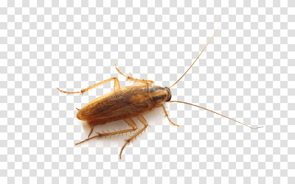GermanRoach, Insect, Invertebrate, Animal, Cockroach Transparent Png