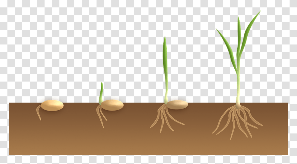 Germination Monocotyldone, Plant, Root, Food, Vegetable Transparent Png