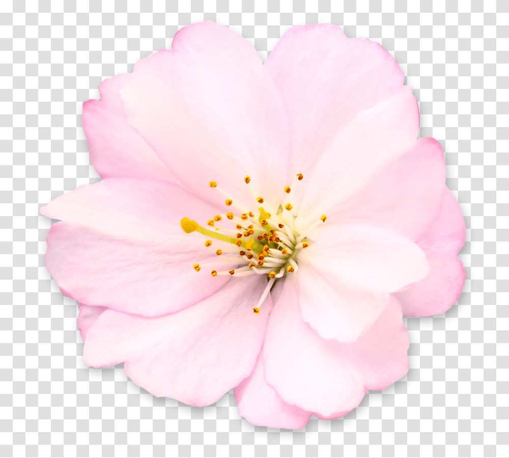 Get Cherry Blossom Pictures Camellia Sasanqua, Plant, Rose, Flower, Petal Transparent Png