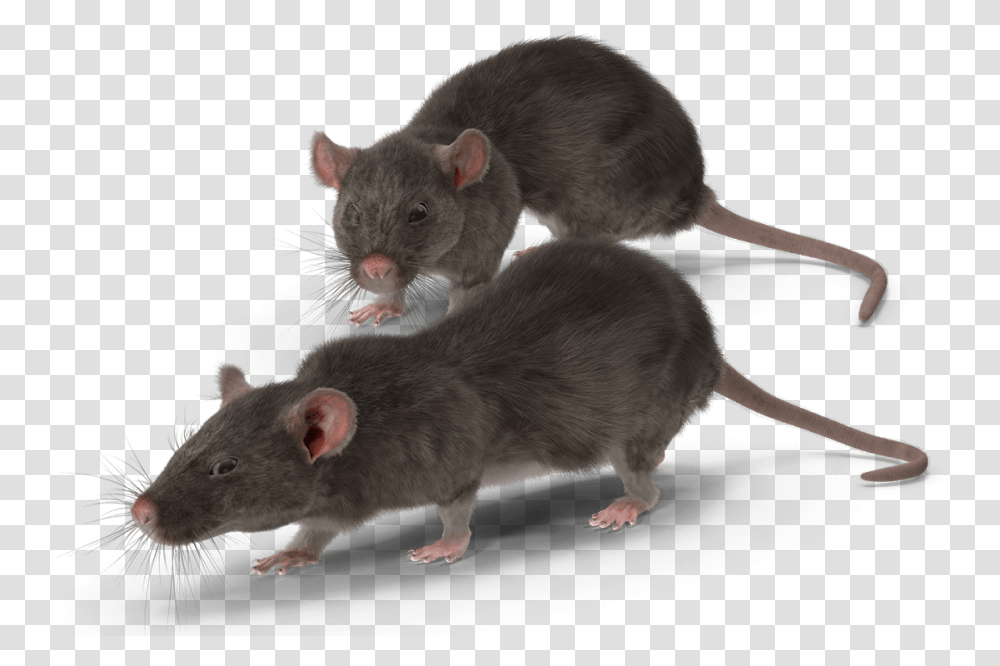 Get In Touch Raton, Rodent, Mammal, Animal Transparent Png