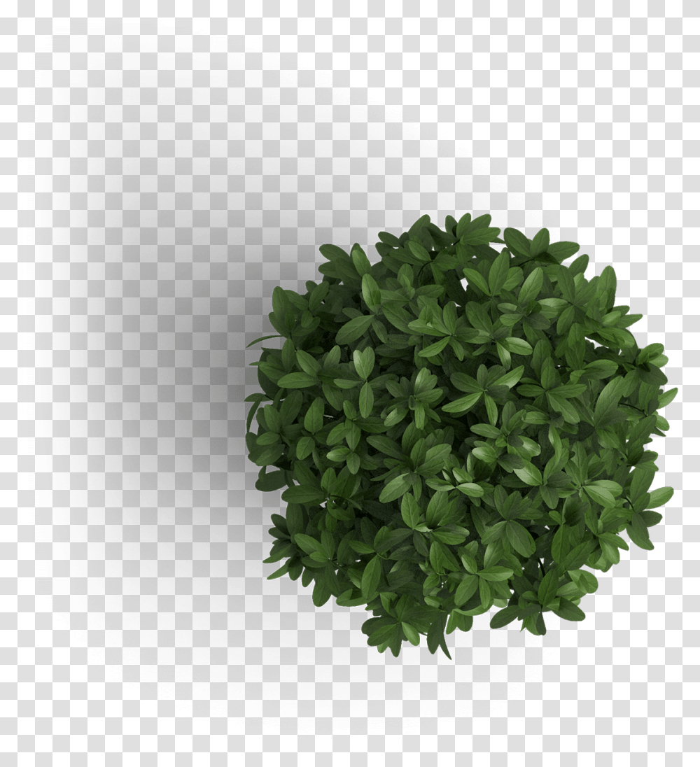 Get Off On The Right Foot Start With Positive Fresh Tree Top View, Potted Plant, Vase, Jar, Pottery Transparent Png