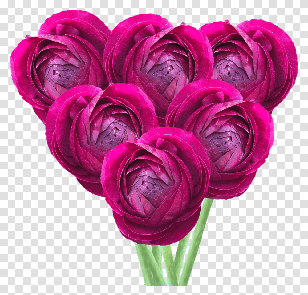 Get Ranunculus Burgundy Flowers Lowest Cost Online Persian Buttercup, Plant, Rose, Blossom, Flower Arrangement Transparent Png