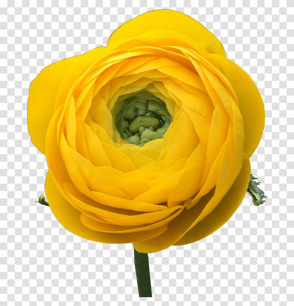 Get Ranunculus Yellow Flowers Lowest Cost Online Persian Buttercup, Rose, Plant, Blossom, Bud Transparent Png