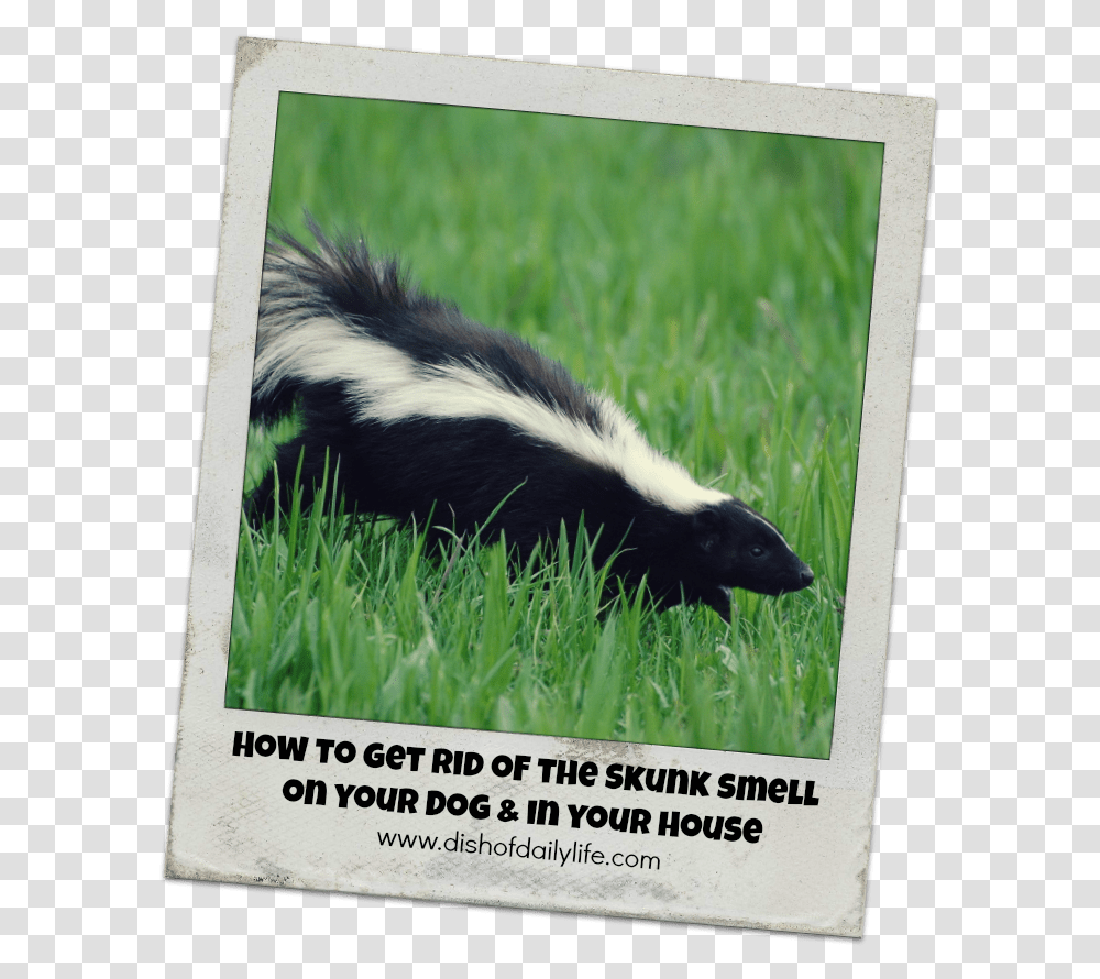 Get Rid Of A Skunk, Animal, Wildlife, Mammal, Dog Transparent Png