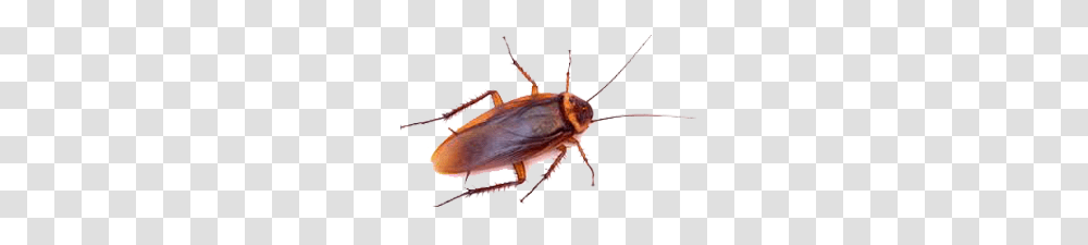 Get Rid Of American Cockroaches Roach Control Batzner Pest Control, Insect, Invertebrate, Animal, Crib Transparent Png