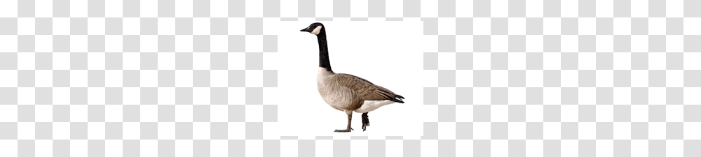 Get Rid Of Geese Bird Deterrent Control Batzner Pest Control, Goose, Animal Transparent Png