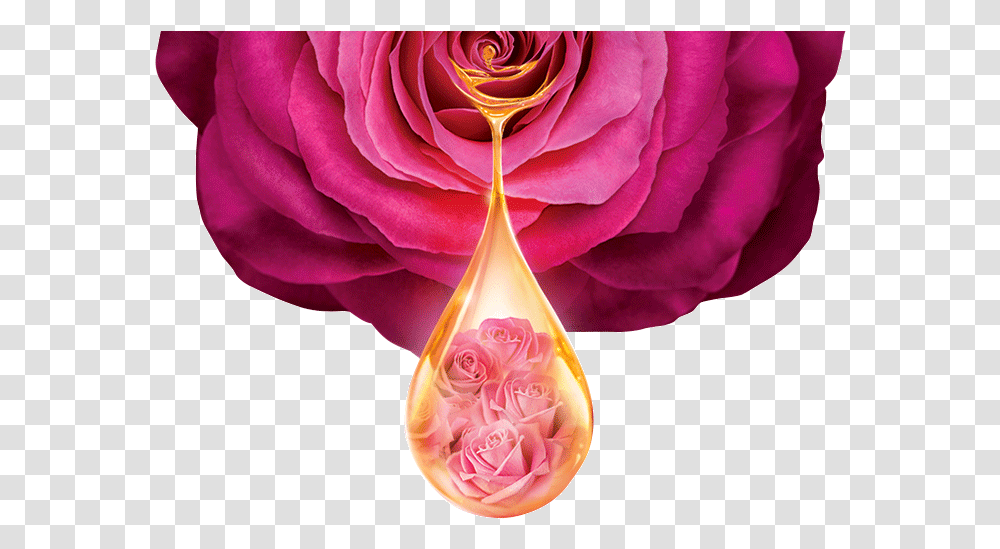 Get Soft Moisturised Skin With Lux Touch Bar Soap Rose Flower Oil Drop, Pattern, Ornament, Fractal, Plant Transparent Png
