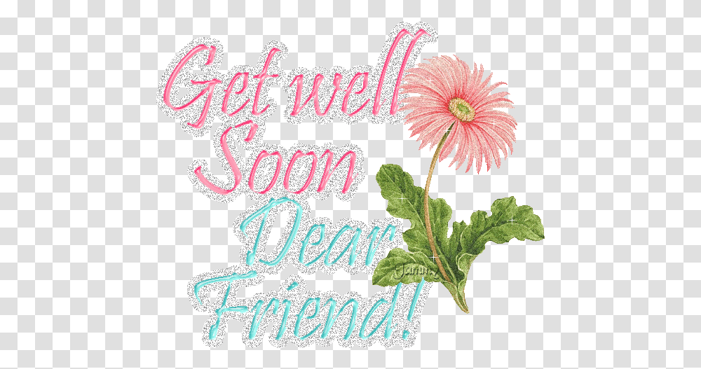 Get Well Soon Dear Friend, Plant, Flower, Daisy Transparent Png