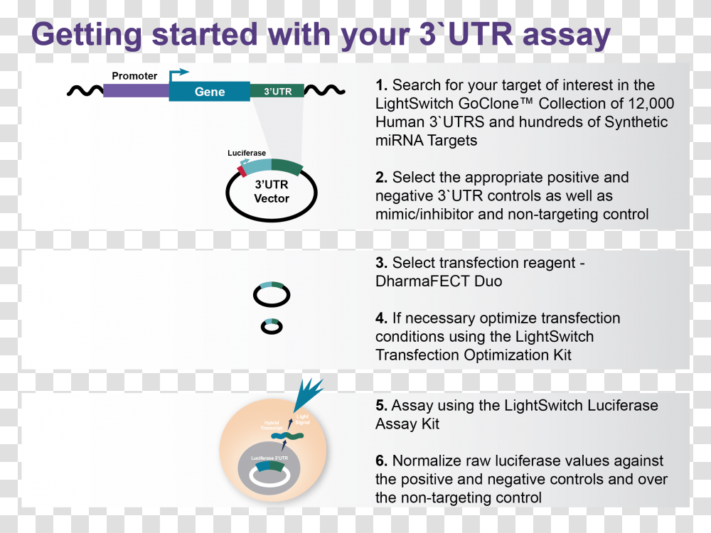 Getting Started With Your Lightswitch 3utr Assay Animated Progress Bar, Poster, Advertisement, Flyer, Paper Transparent Png