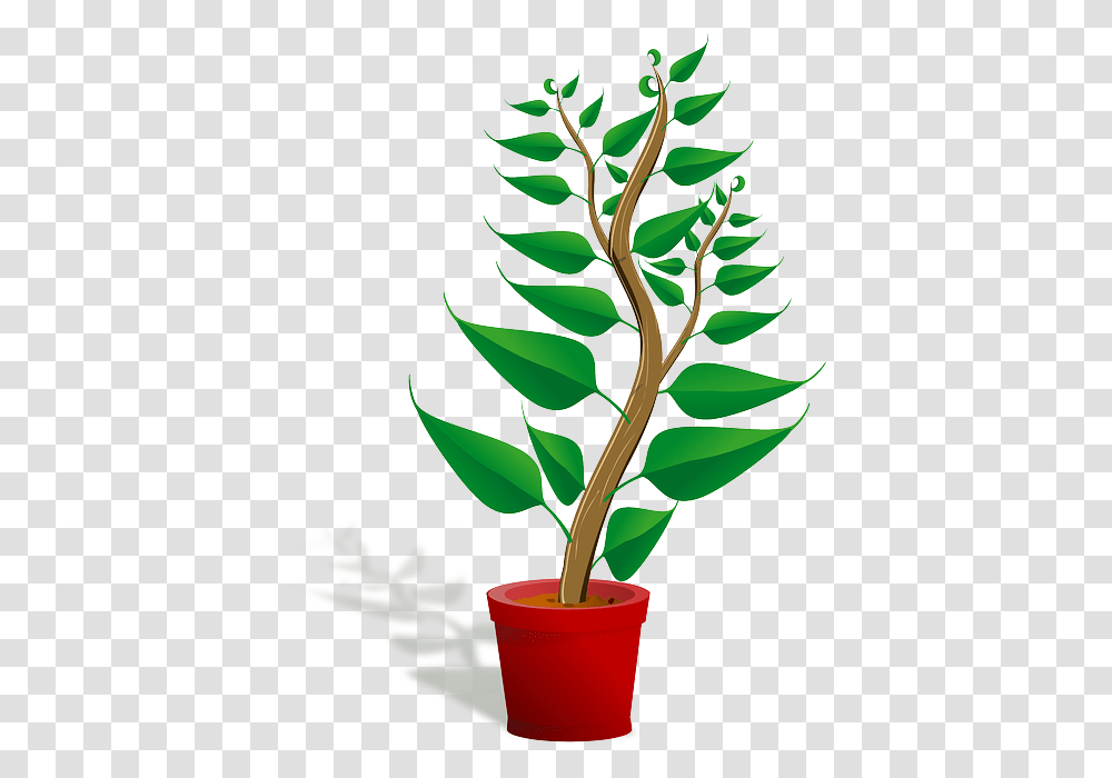 Getting To Know Plants, Leaf, Tree, Soil, Sprout Transparent Png