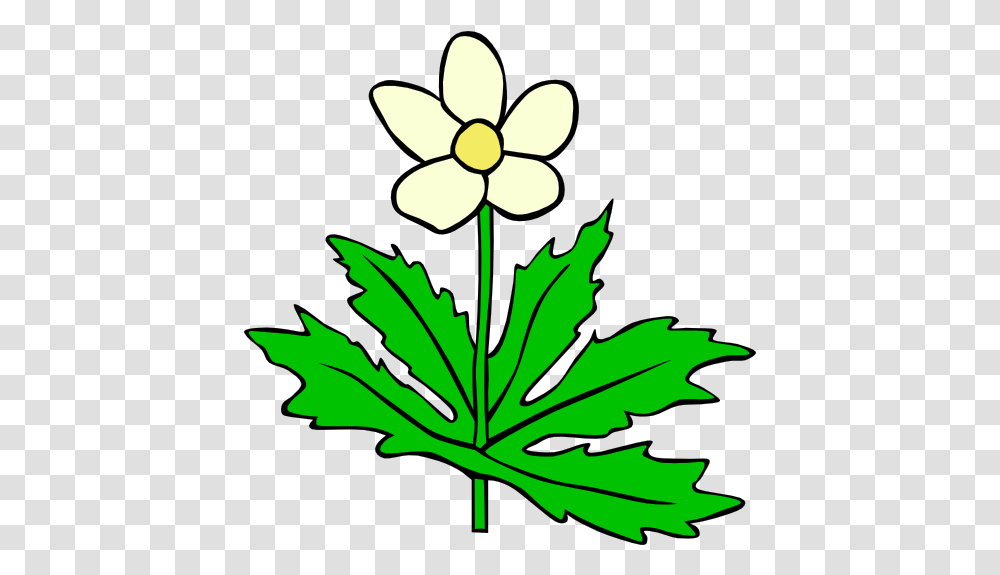 Gg Anemone Canadensis Clipart I2clipart Royalty Free Outline Pictures Of Flowers, Plant, Leaf, Blossom, Geranium Transparent Png