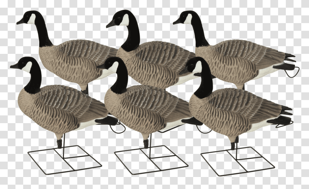 Ghg Xd Goose Decoys, Bird, Animal, Swan Transparent Png