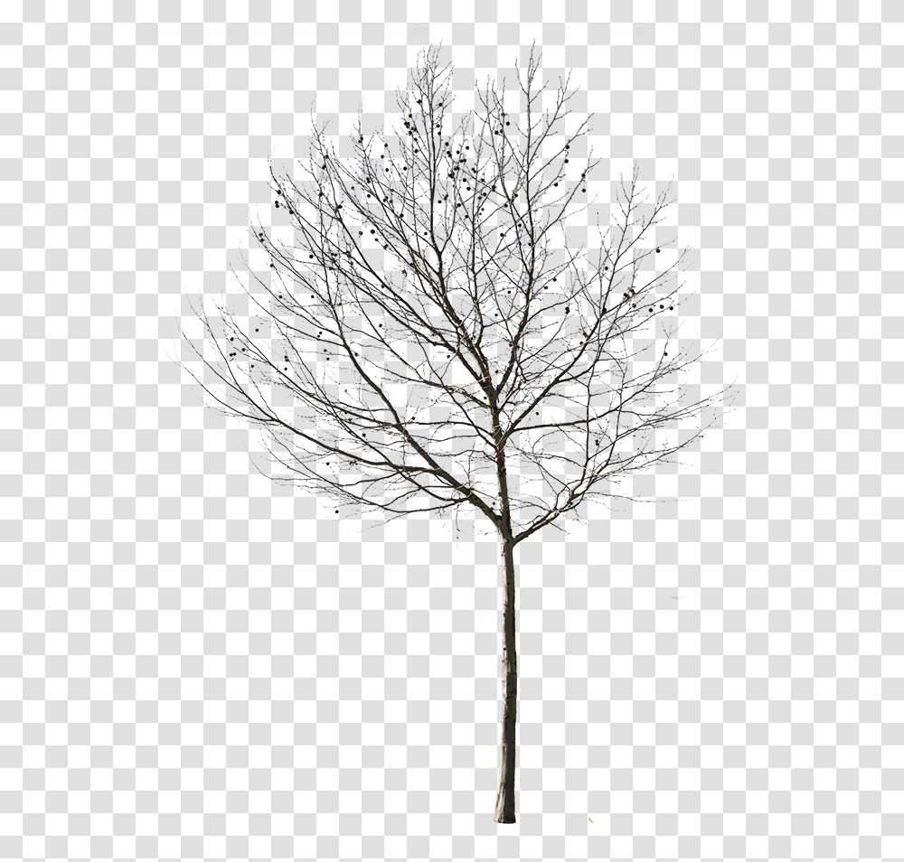 Ghim Trn Trees Winter Tree Cut Out, Plant, Nature, Outdoors, Ice Transparent Png