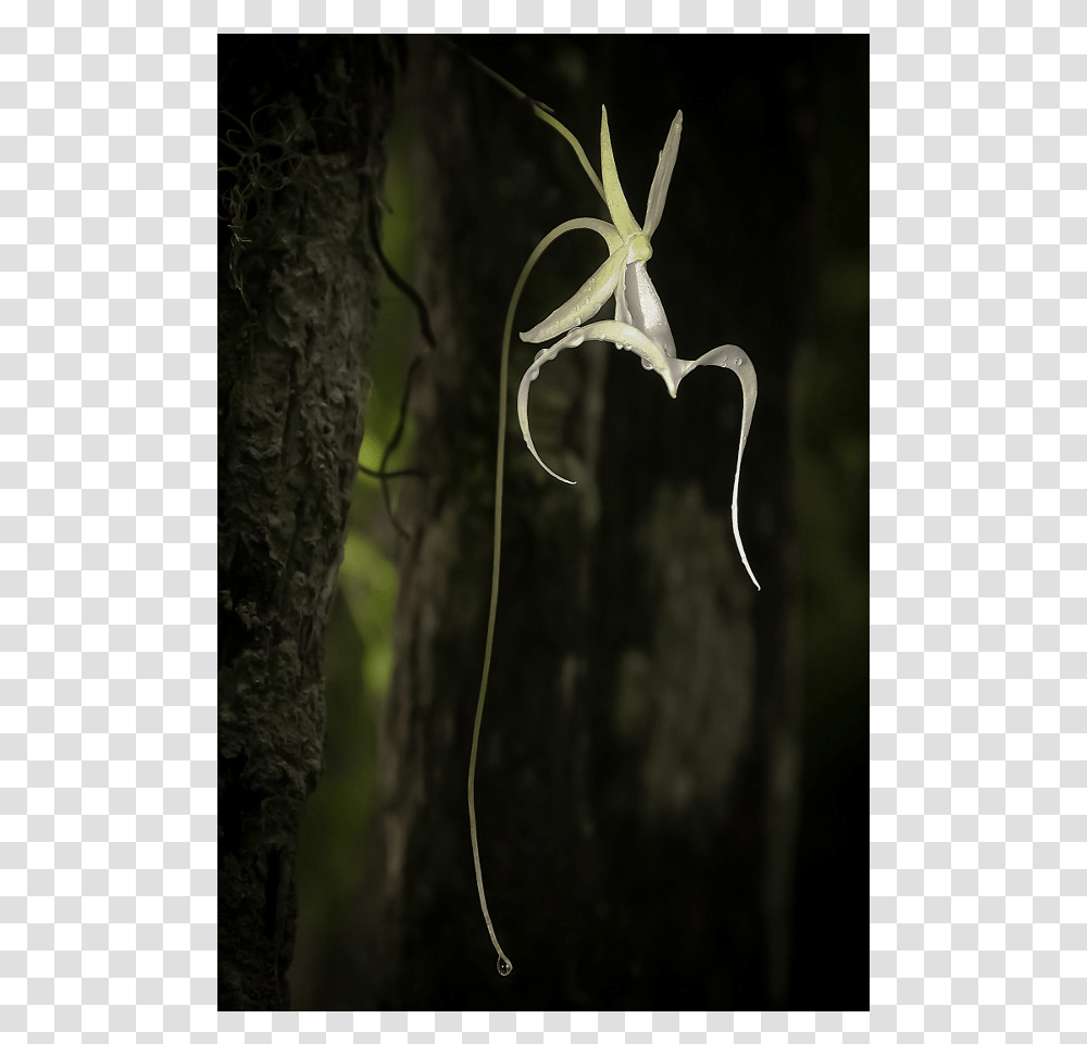 Ghost Orchid, Plant, Flower, Blossom, Tree Transparent Png