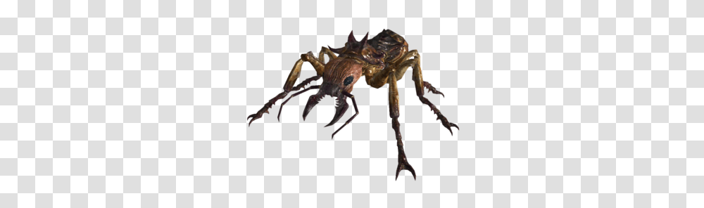 Giant Ant, Animal, Invertebrate, Insect, Spider Transparent Png