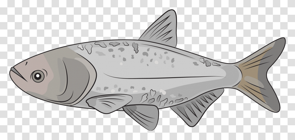 Giant Carp, Fish, Animal, Cod, Shark Transparent Png