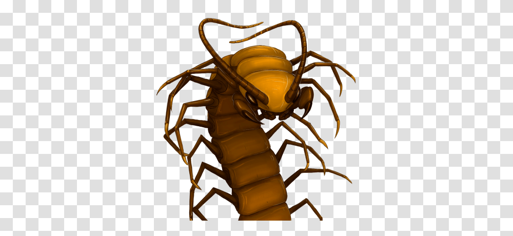 Giant Centipede, Invertebrate, Animal, Insect, Scorpion Transparent Png