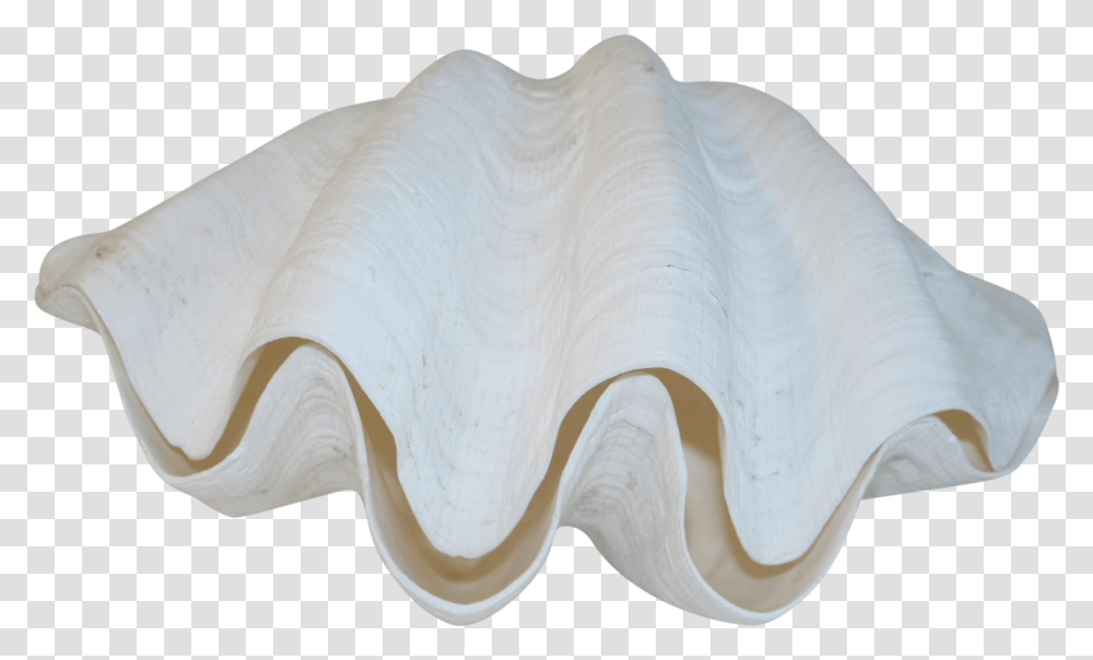 Giant Clam, Seashell, Invertebrate, Sea Life, Animal Transparent Png