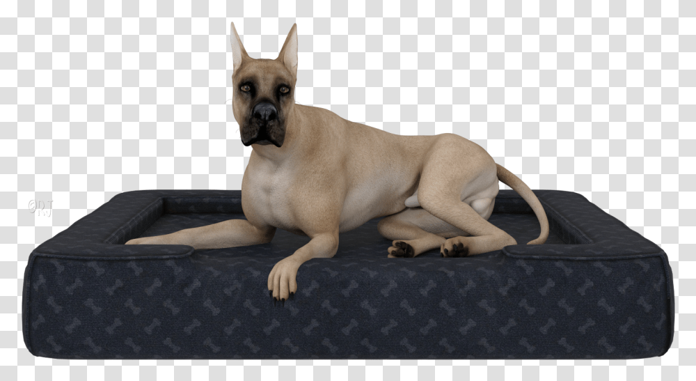 Giant Dog Breed, Pet, Canine, Animal, Mammal Transparent Png