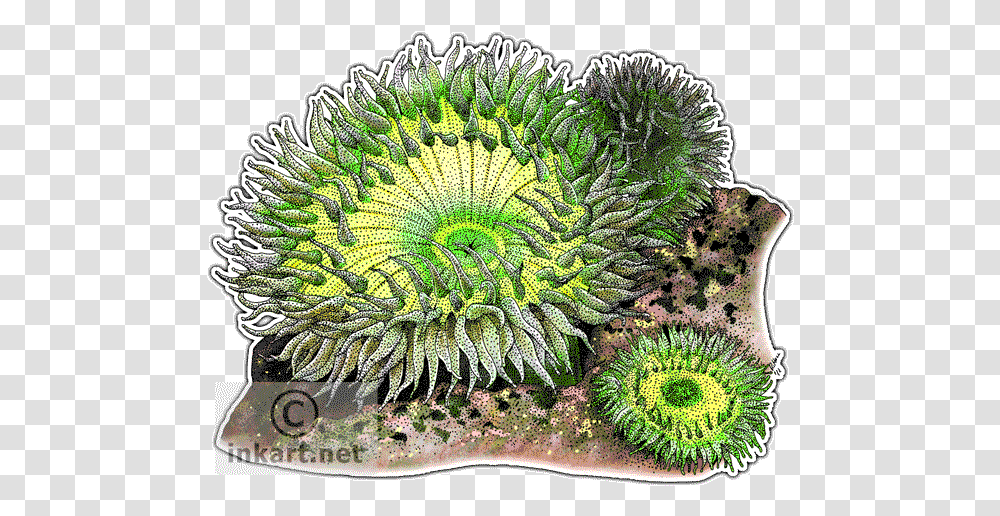 Giant Green Sea Anemones Decal Sea Anemone, Outdoors, Water, Nature, Reef Transparent Png
