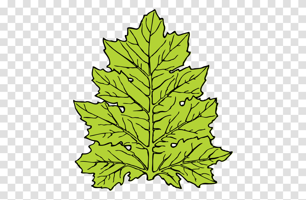 Giant Kelp Clipart Clipartmasters, Leaf, Plant, Tree, Maple Transparent Png