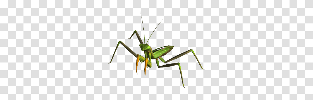 Giant Mantis, Invertebrate, Animal, Insect, Cricket Insect Transparent Png