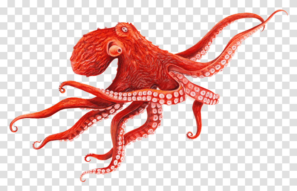 Giant Pacific Octopus Octopus, Sea Life, Animal, Invertebrate, Dinosaur Transparent Png