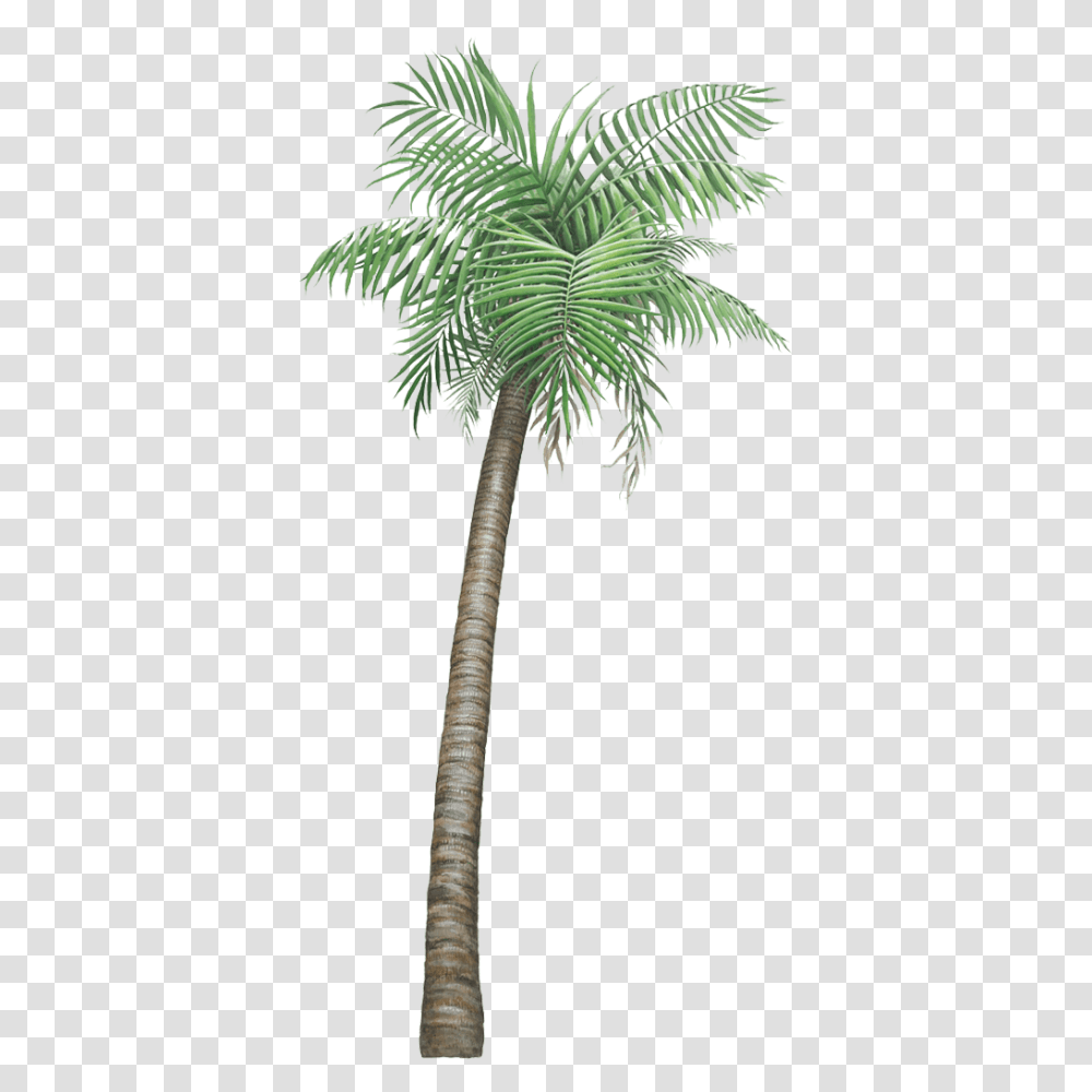 Giant Palm Tree Wall Sticker, Plant, Arecaceae Transparent Png
