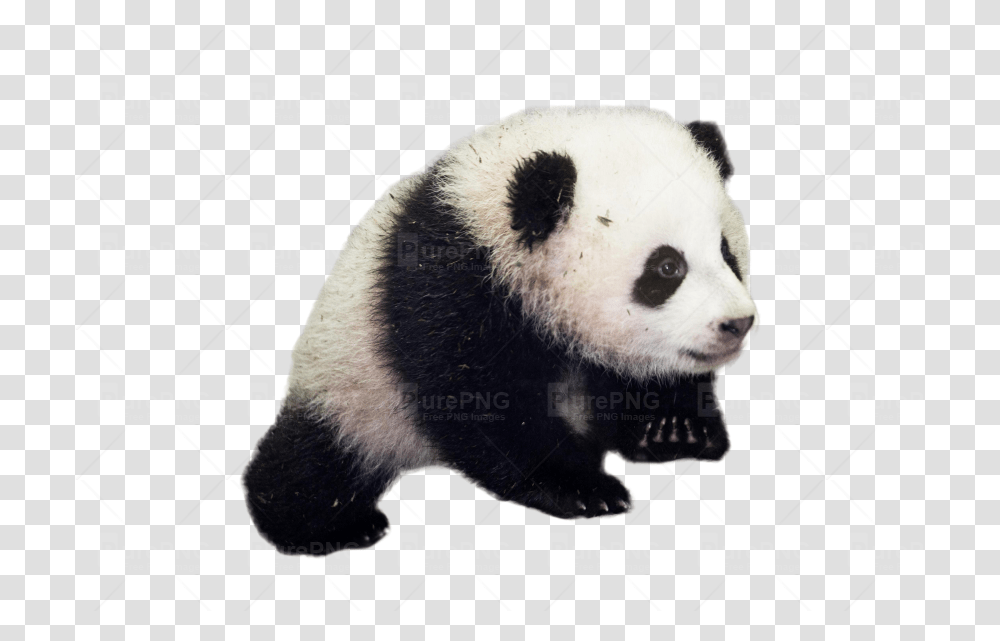 Giant Panda Baby Panda Good Morning Panda, Bear, Wildlife, Mammal Transparent Png