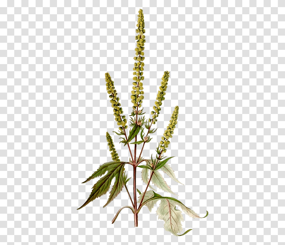 Giant Ragweed Ragweed, Grass, Plant, Amaranthaceae, Lawn Transparent Png