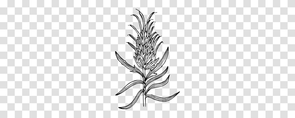 Giant Red Indian Paintbrush Coloring Book Wyoming Indian, Gray Transparent Png