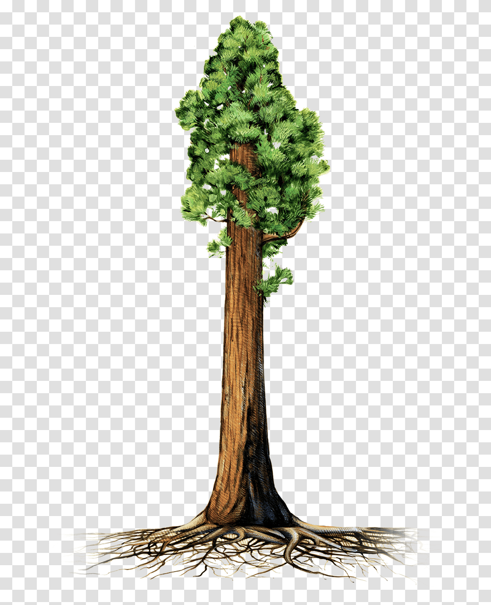 Giant Redwood Tree Clipart Image Sequoia Illustration, Plant, Conifer, Pine, Cross Transparent Png