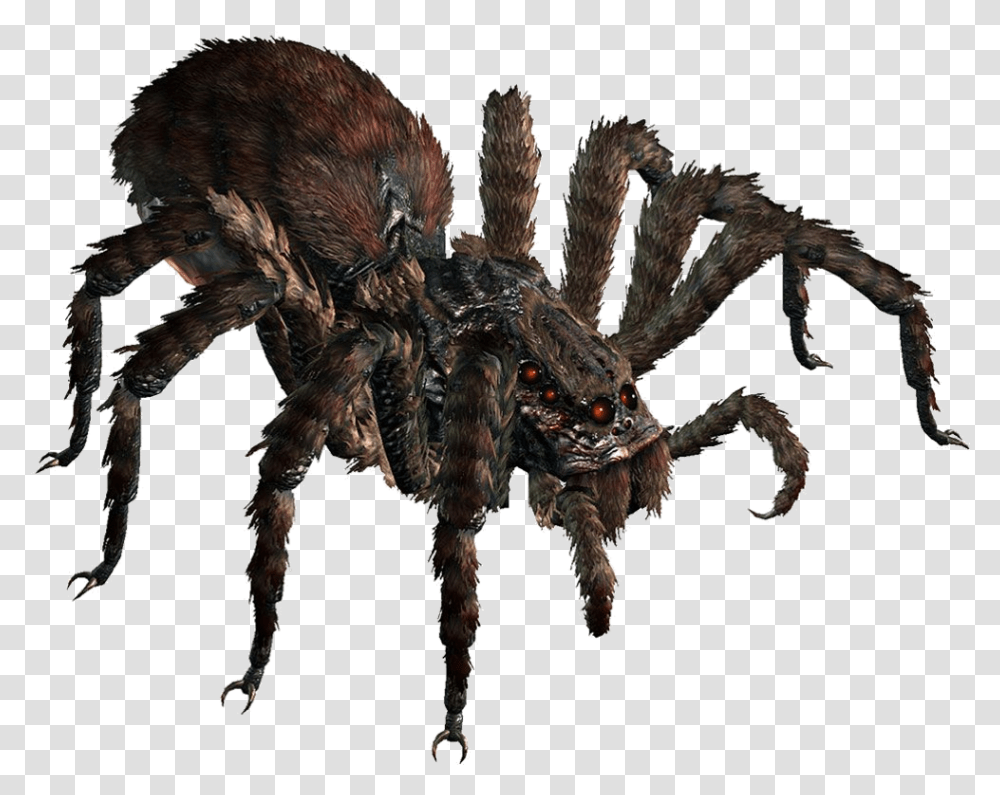 Giant Spider Dnd, Invertebrate, Animal, Arachnid, Insect Transparent Png