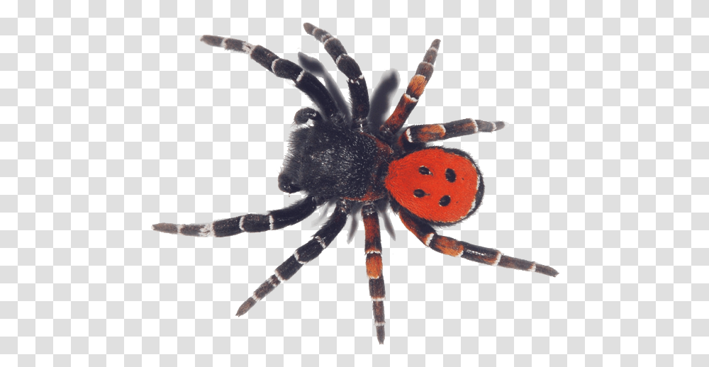 Giant Spider, Invertebrate, Animal, Arachnid, Insect Transparent Png