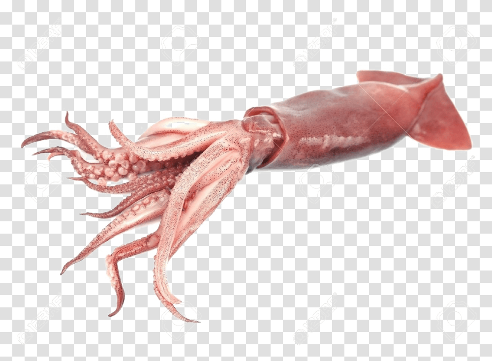 Giant Squid Squid, Seafood, Sea Life, Animal, Person Transparent Png