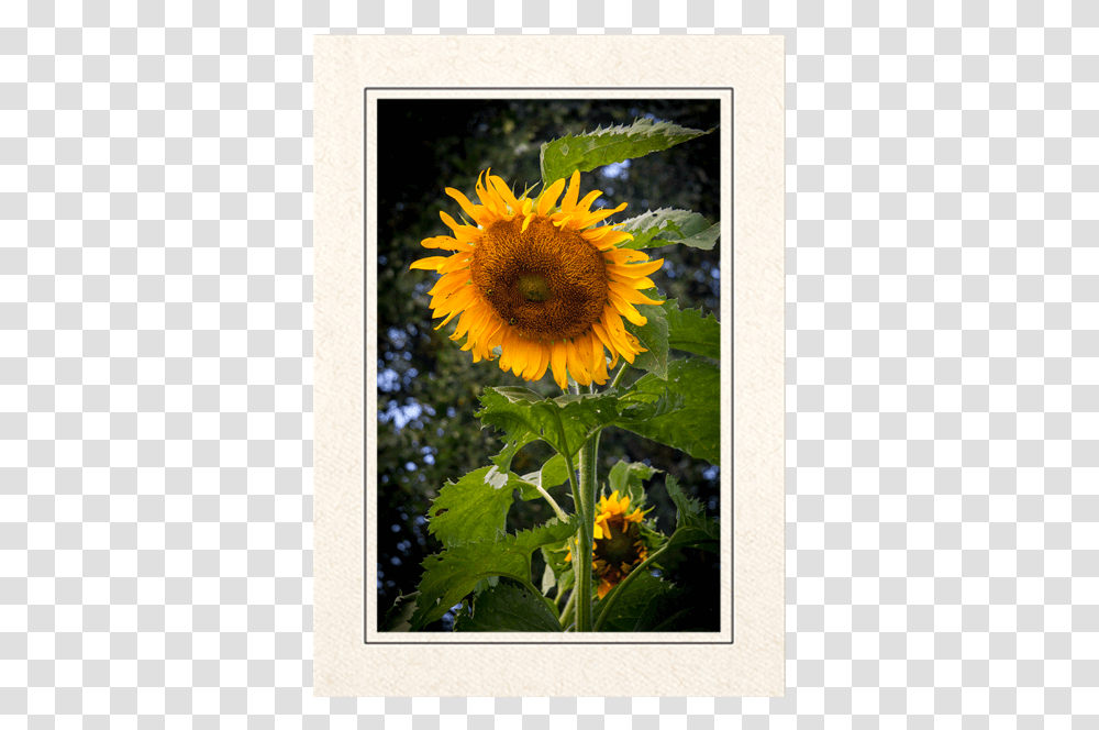 Giant Sunflower Picture Frame, Plant, Blossom, Advertisement, Poster Transparent Png