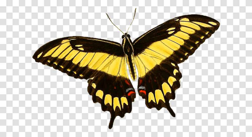 Giant Swallowtail, Butterfly, Insect, Invertebrate, Animal Transparent Png