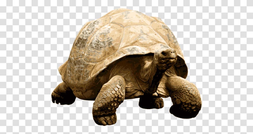 Giant Tortoise Giant Tortoise, Turtle, Reptile, Sea Life, Animal Transparent Png