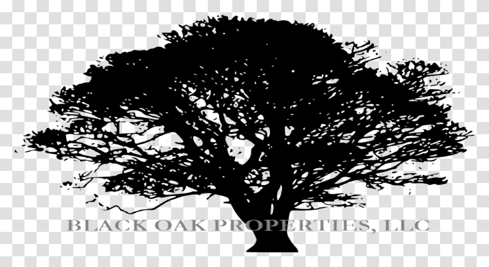 Giant Tree Silhouette, Plant, Oak, Tree Trunk, Poster Transparent Png