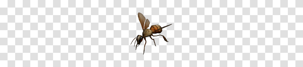 Giant Wasp, Bee, Insect, Invertebrate, Animal Transparent Png